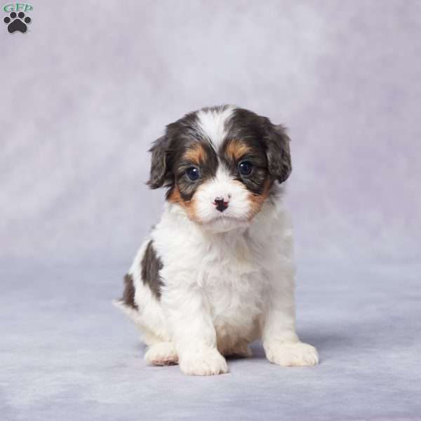 Bart, Cavapoo Puppy